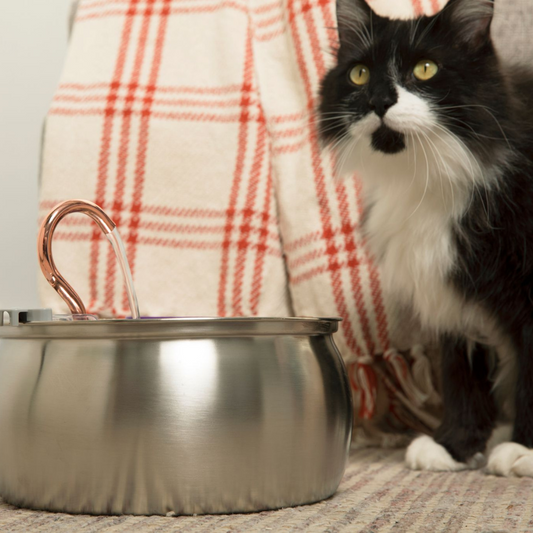 Infosys Limit™  - Health & Happiness Cat Kit